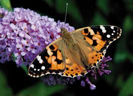 painted lady butterfly
