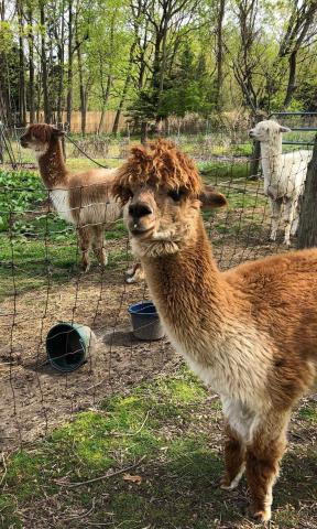 alpacas