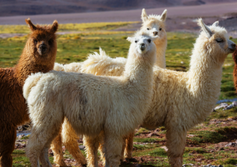 llamas