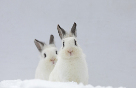 bunnies