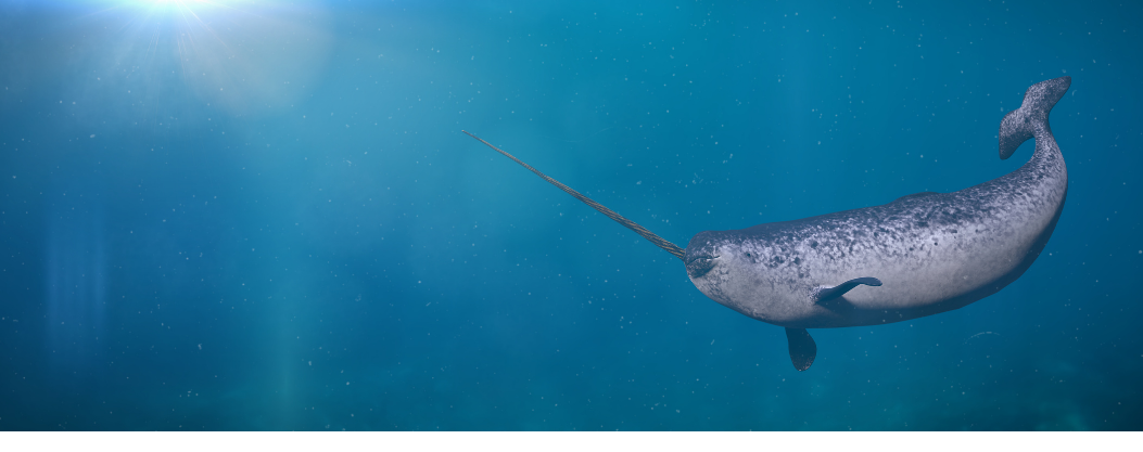 narwhal