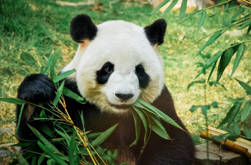 panda