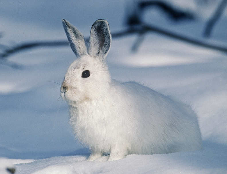 snow rabbit