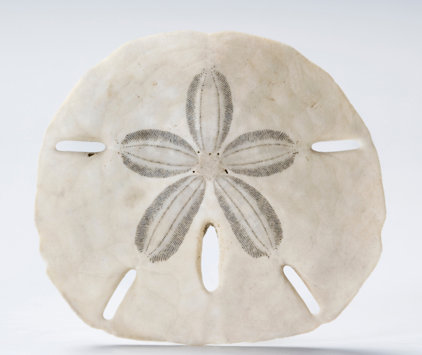 sand dollar