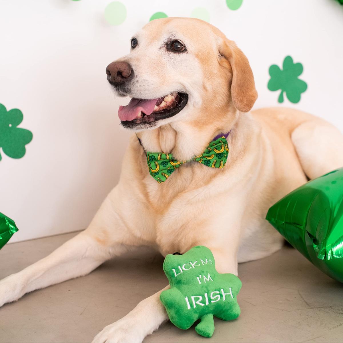 Dog with Shamrocks